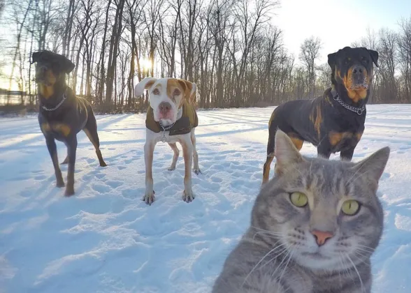 Manny, el gato que se saca selfies imbatibles con sus amigos perros