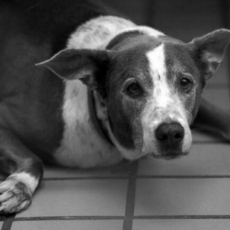 Un can viejito es adoptado tras 6 años en una …