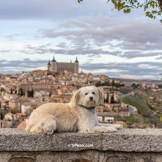 Toledo con perro: (al menos) cinco planes para disfrutar de …