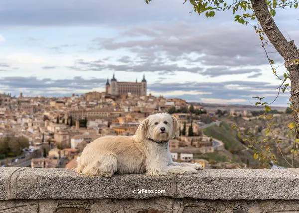 Toledo con perro: (al menos) cinco planes para disfrutar de un paseo dog friendly por la ciudad