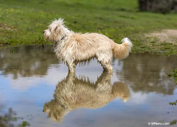 La importancia de mirar todo el cuerpo de los perros, no solo su cara, para entender mejor lo que nos dicen