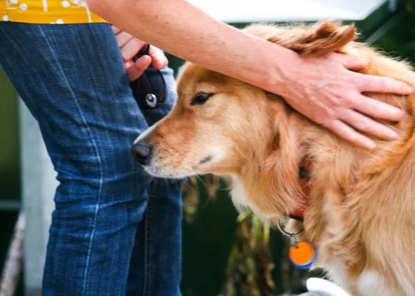 Las personas estresadas contagian a sus perros: sus niveles de estrés se sincronizan a largo plazo
