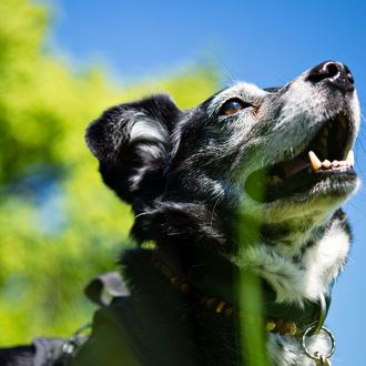 Cody, un perro callejero de Rumanía, protagonista de un documental …