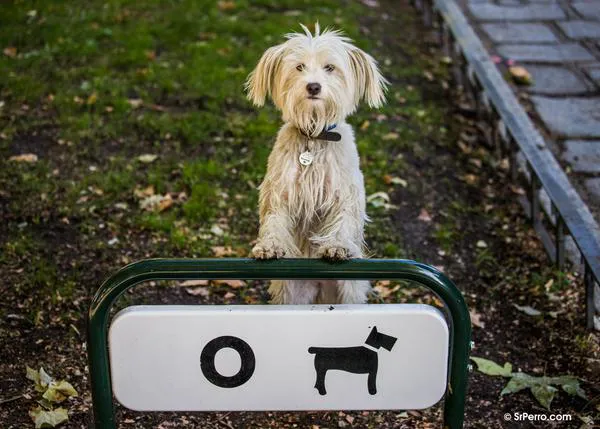 Espacio, tiempo y rutinas: la receta de Dogs Trust para que la adopción de un perro sea exitosa