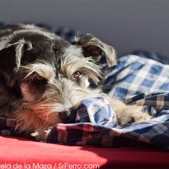 Los nuevos modelos de residencia canina: canguros, cuidadores y guarderías …