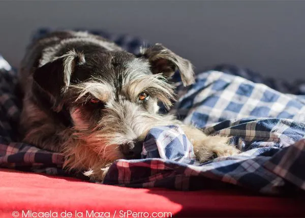 Los nuevos modelos de residencia canina: canguros, cuidadores y guarderías perrunas