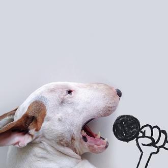 El Bull Terrier con más arte: Jimmy Choo va a …