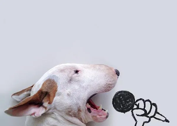 El Bull Terrier con más arte: Jimmy Choo va a 