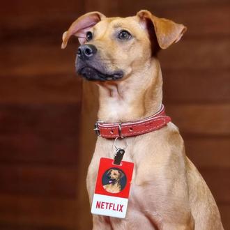 Un Caramelo, el perro mestizo que representa a Brasil 