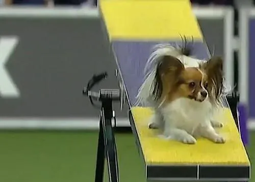 Los (casi) ganadores en el campeonato de agility de Westminster, perros que derrochan energía feliz a raudales 