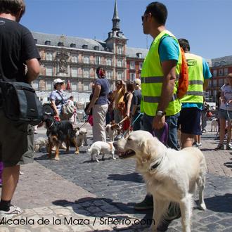 Viajar con perro en Metro o Autobús en Madrid... el …