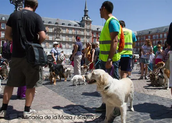 Viajar con perro en Metro o Autobús en Madrid... el tamaño sí importa