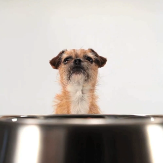 Un vídeo especial para canes pequeños... con complejo de Napoleón