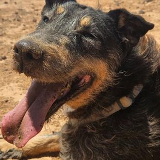 Cerrado por Navidad: ¿por qué algunas protectoras de animales paralizan …