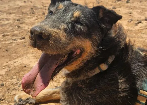 Cerrado por Navidad: ¿por qué algunas protectoras de animales paralizan el proceso de adopción durante las Fiestas?