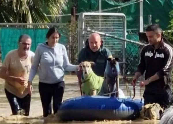 La Guardia Civil rescata a numerosos perros atrapados tras las últimas tormentas, incluyendo en la protectora Galgos en Familia