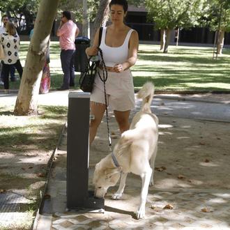 Madrid instala 60 nuevas fuentes, algunas con bebedero para perros …
