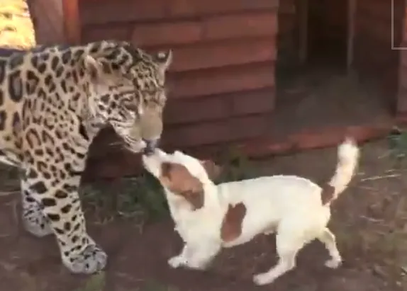 Amistades improbables pero ciertas: el jack russell y el jaguar