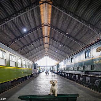 14 Planes diferentes con perro: pintar cerámica, descubrir ilusiones ópticas …