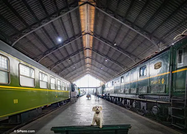 14 Planes diferentes con perro: pintar cerámica, descubrir ilusiones ópticas y visitas (muy) originales