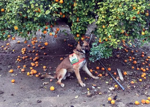 Los perros que salvan árboles: canes detectores del 
