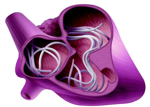 Las claves sobre la filariosis canina o el gusano del corazón