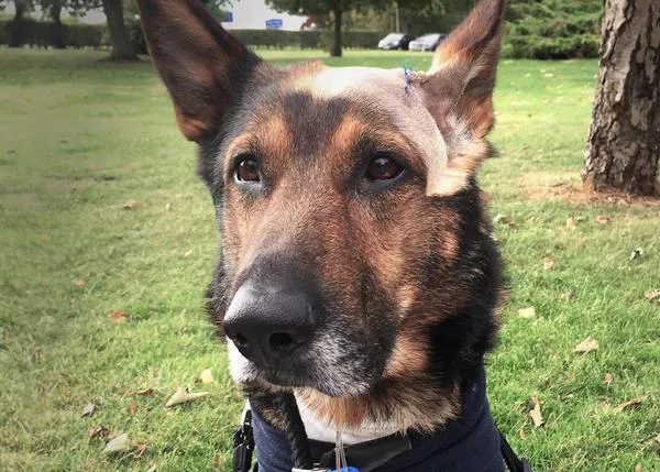 Finn, el heróico perro policía que salvó la vida de su compañero humano, recibe una medalla