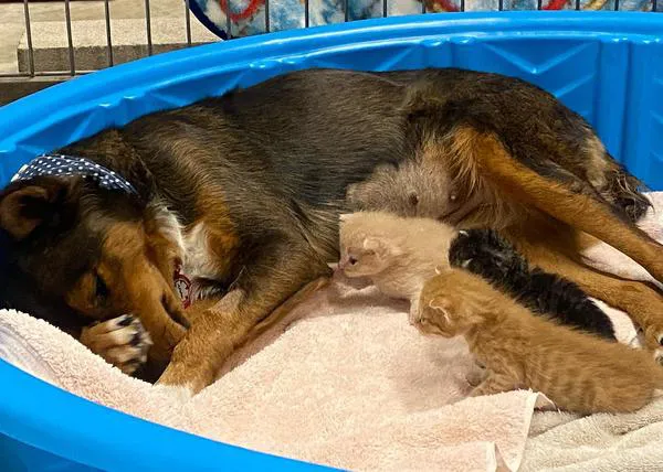 Una perra cuyos cachorros murieron se convierte en la mejor madre para unos gatitos huérfanos