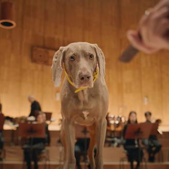 La orquesta de los perros: son los movimientos de sus …