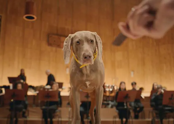 La orquesta de los perros: son los movimientos de sus colas los que dirigen a los músicos