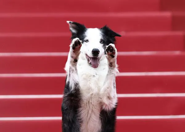 El Festival de Cannes más perro: con un famoso 