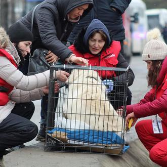 Atención veterinaria gratuita para los animales de refugiados ucranianos en …