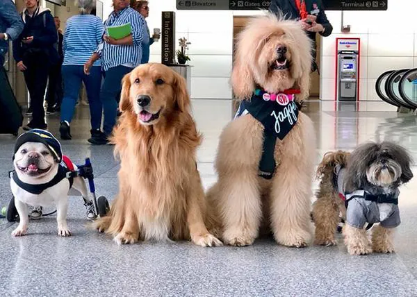 Un equipo de perros -y una cerda- de terapia pasean por el aeropuerto de San Francisco