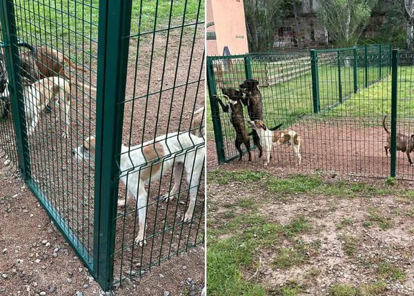 Abandonan a 10 perros en un pipican: la Protectora d'Animals d'Osona pide ayuda para dar con los responsables