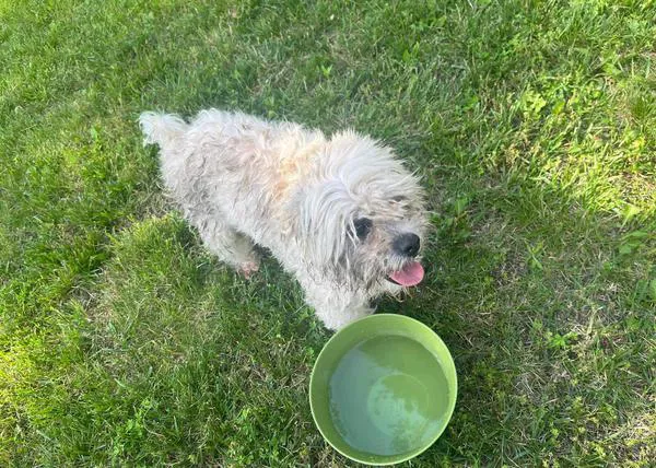 Un policía mata de dos disparos a un Shih Tzu ciego y sordo porque pensó que tenía la rabia