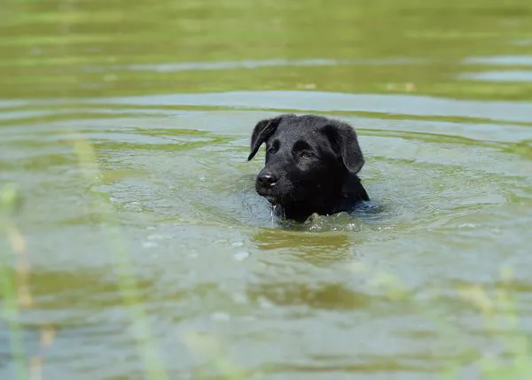 Evita que tu perro entre en contacto con las cianobacterias, las peligrosas algas verdeazules