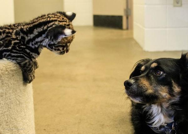 Un Perro Ejerce De Ninera Con Los Bebes De Todo Tipo De Animales En Un Zoo Srperro La Guia Para Animales Urbanos