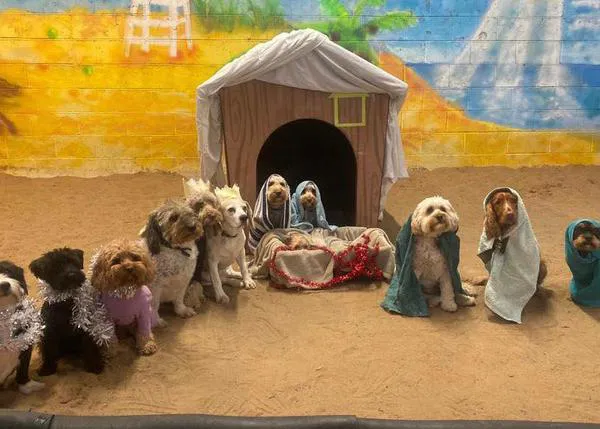 El portal de Belén versión canina: perros que recrean con arte la escena de la Natividad