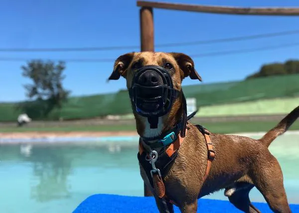 Los baños felices de algunos perros de la Protectora de Mataró (y su denuncia de la irresponsabilidad humana)