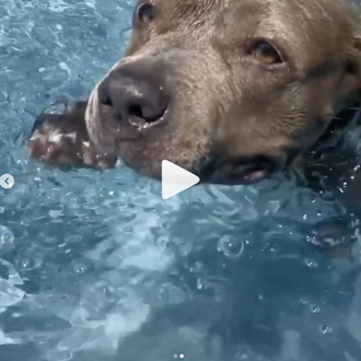 Kuma, la zampable perra de Justin Theroux, aprende a nadar …