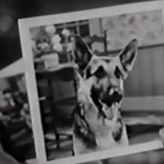 Consejos para sacar buenas fotos a un perro... versión 1956