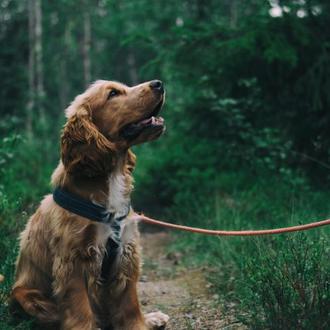 Hasta 5 años de cárcel por robo de perros en …