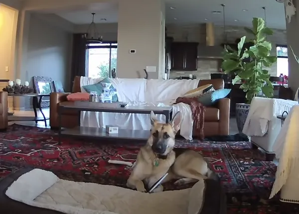 Con las patas en los adornos: una cámara de seguridad desvela la vida  secreta de perros
