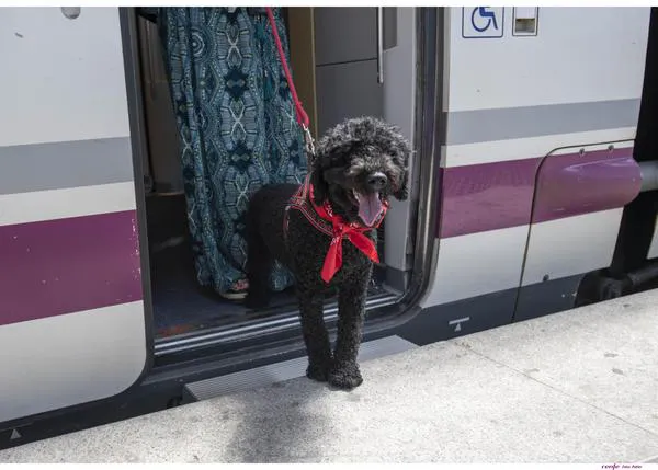 Renfe amplía a Alicante y Valencia la posibilidad de viajar con perros de hasta 40 kilos