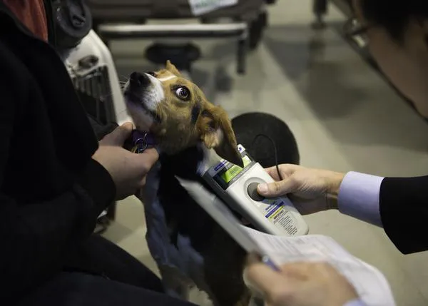 Viajar con un perro en avión: repaso a normas y requisitos