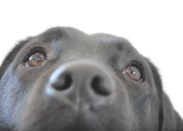 cómo puedo registrar a mi perro como perro de terapia