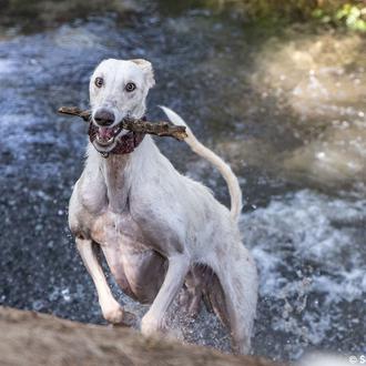 ¿Por qué un Galgo no atiende igual a las personas …