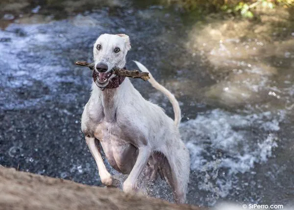 ¿Por qué un Galgo no atiende igual a las personas que un Golden Retriever o un Pastor Alemán?