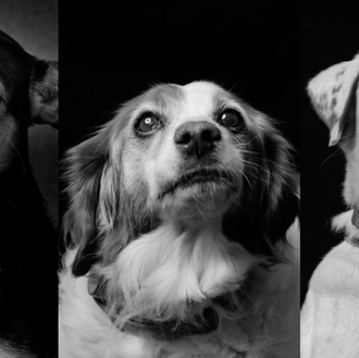 RefugiaDogs: captando con arte la expresiva mirada de los perros …