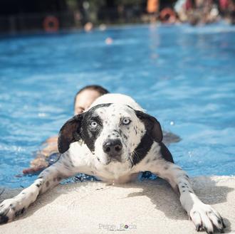 ¡Al agua perros! Planazo acuático y solidario en la piscina …